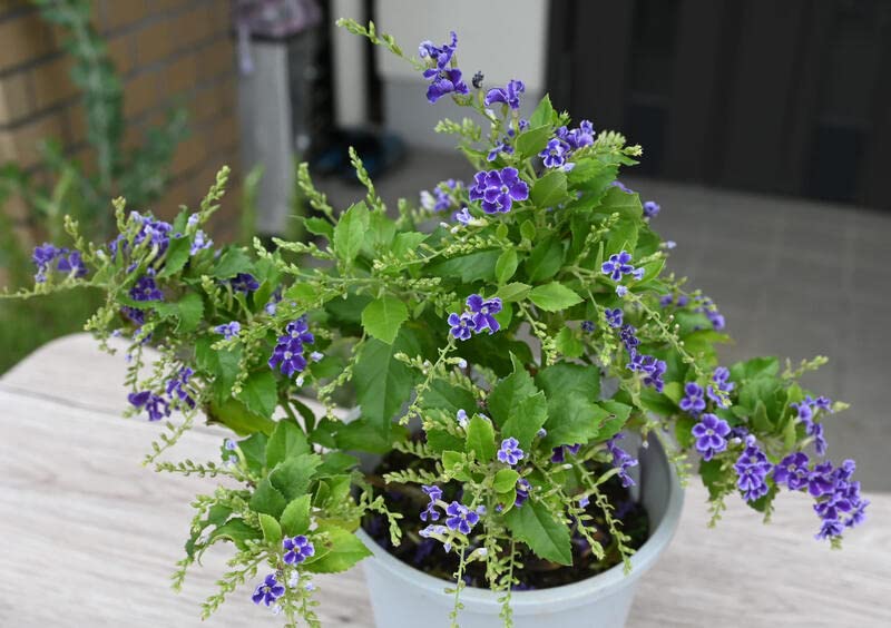 Amazon.co.jp: デュランタ鉢植え デュランタ 宝塚 パープルラブ鉢入り